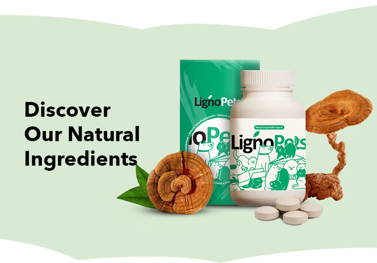 banner-product-presentation