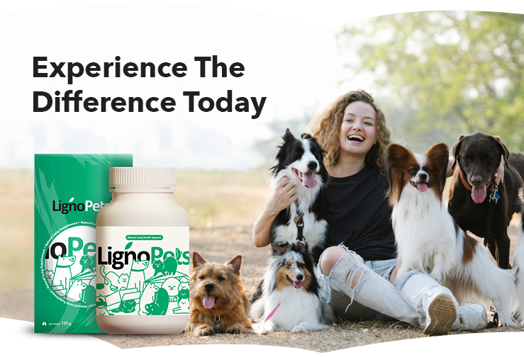 banner-product-presentation