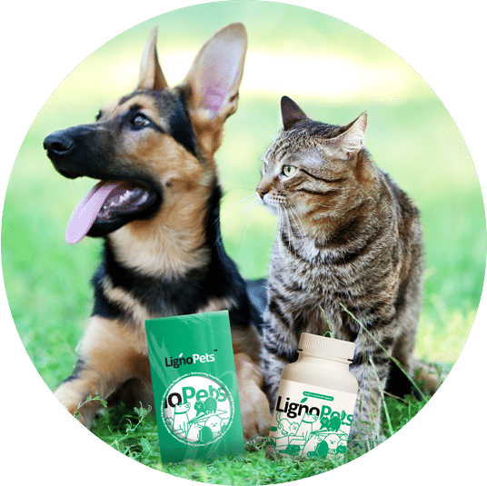 banner-product-presentation