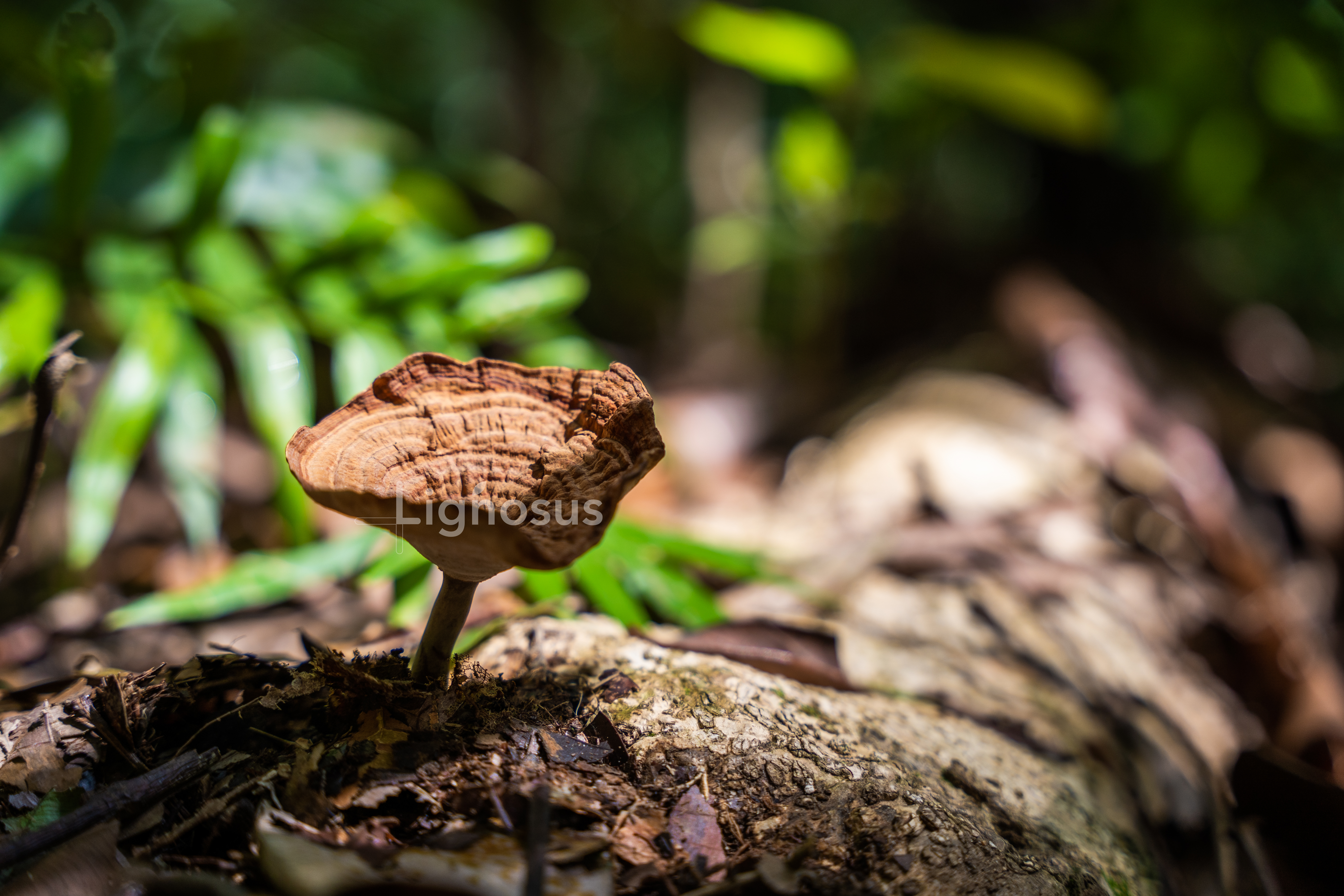 image-organictigermilmushroom001