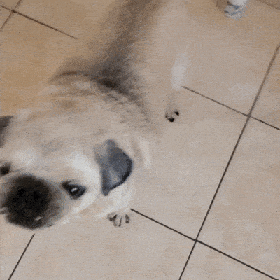 “A healthy snack my dog loves to eat-feeding made easy!”